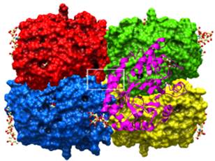 Phd thesis on xylanase