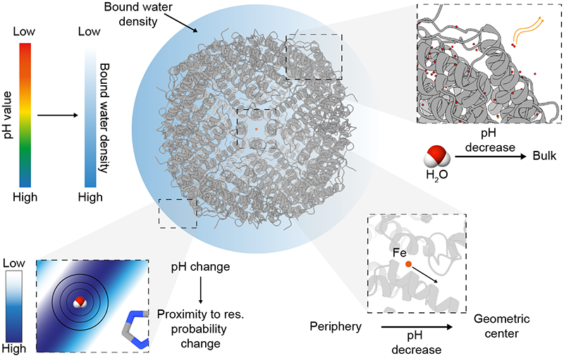 Solvation layer effects as a function of pH. The modeled waters belonging to the solvation layer numerically differ with decreasing pH. The density of bound waters decreases with decreasing pH, moving toward the bulk and not contributing to protein complex stabilization, whereas the probability distribution of water-molecule localization in proximity to the nearest amino acid side chain becomes narrower. Fe atoms are affected by water density, being pushed to the geometric center of the protein complex